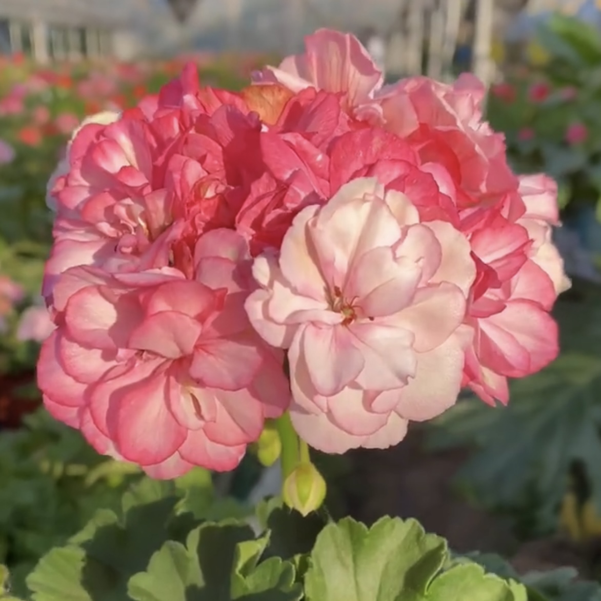 花样年华天竺葵【加仑盆】盆栽庭生长快易爆花多年生阳台新手易养护