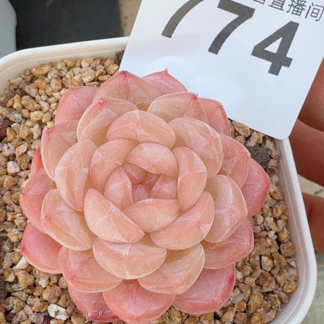 美心         精品多肉