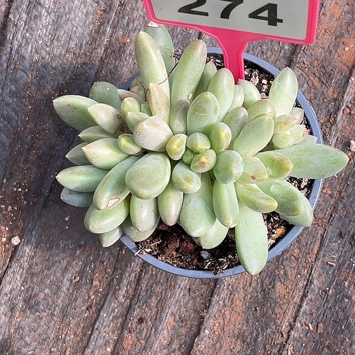 多肉植物橙色奇迹274