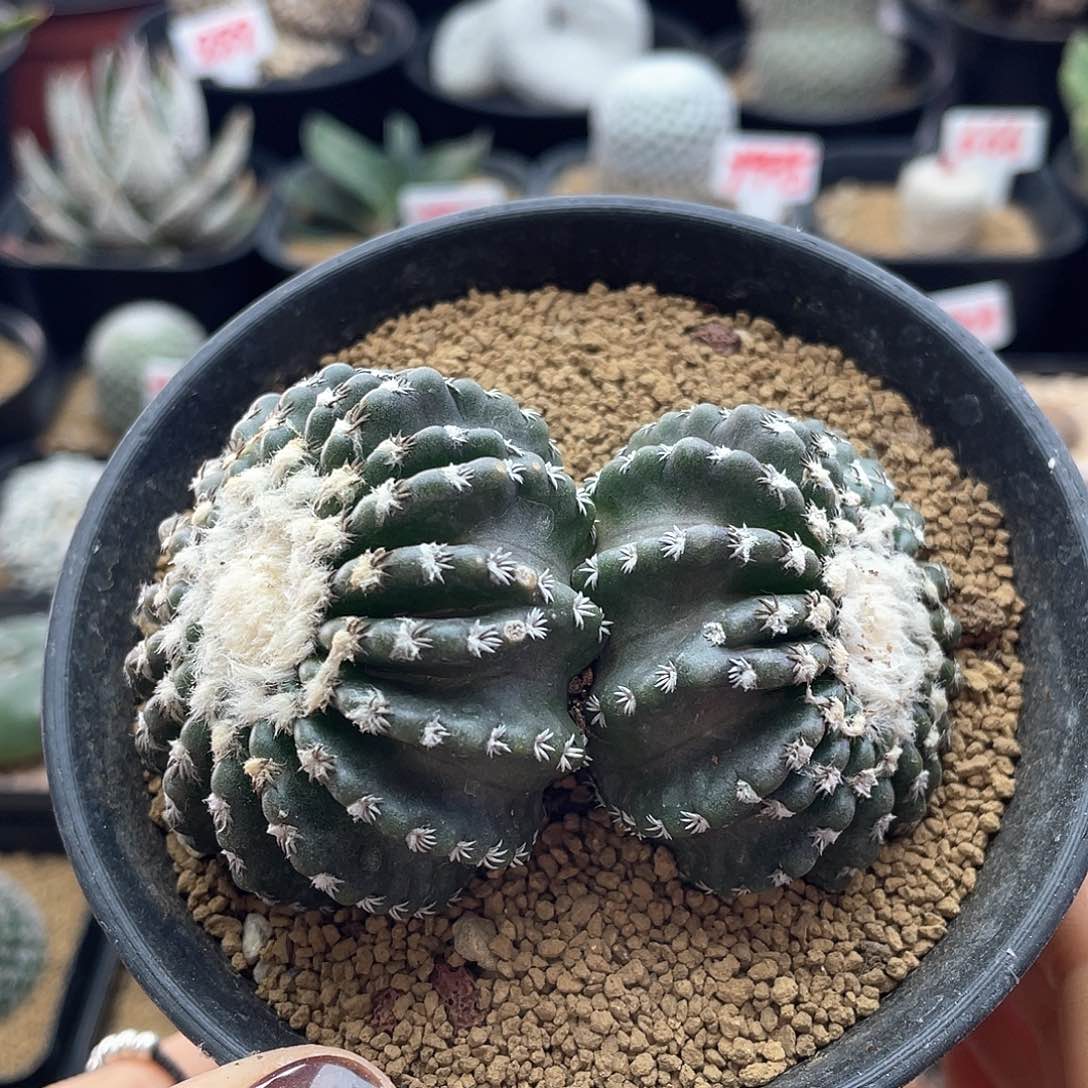 双头雪顶奇特球仙人球多肉