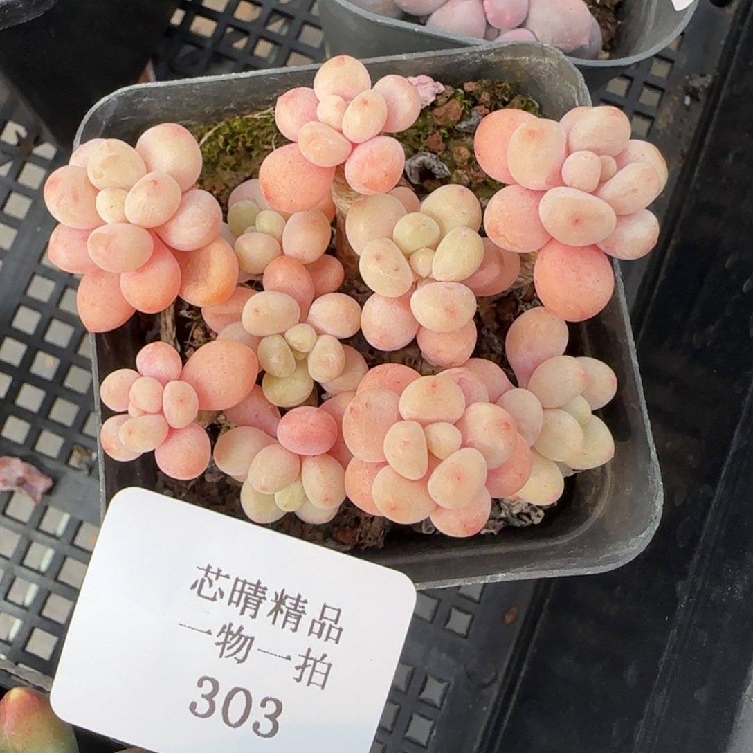 闪购精品多肉303号