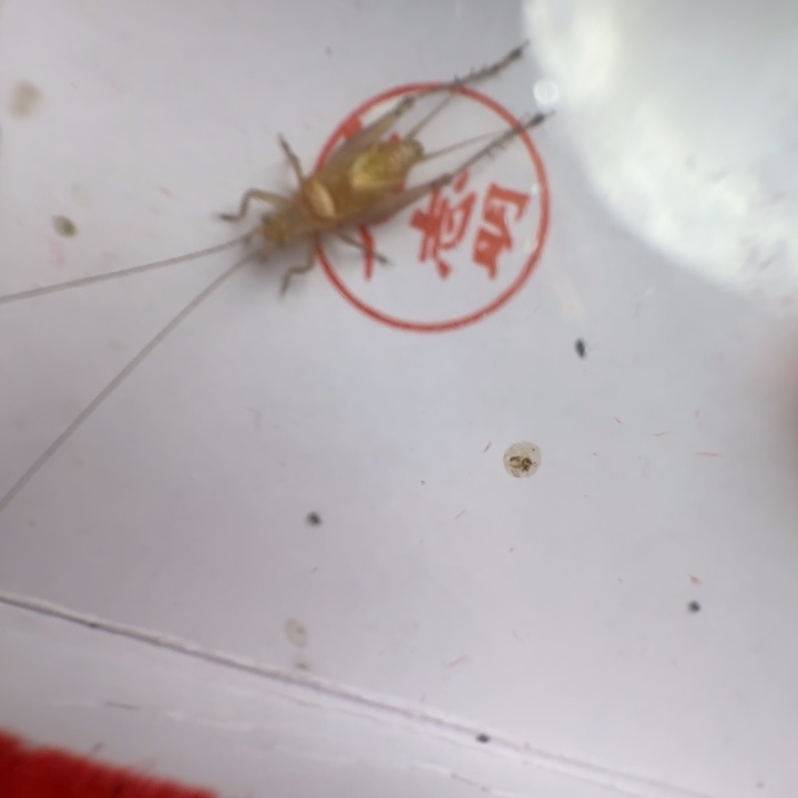 金色大黄龄一只合适