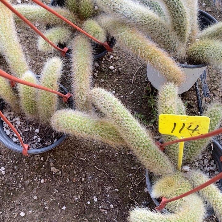 九尾狐4棵111。114号11111