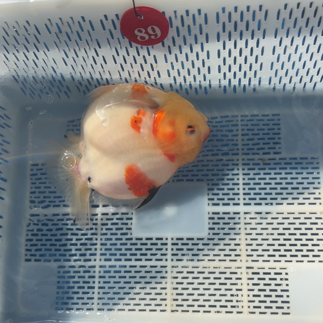 渔***仓海水鱼你好自认为自己对生活是