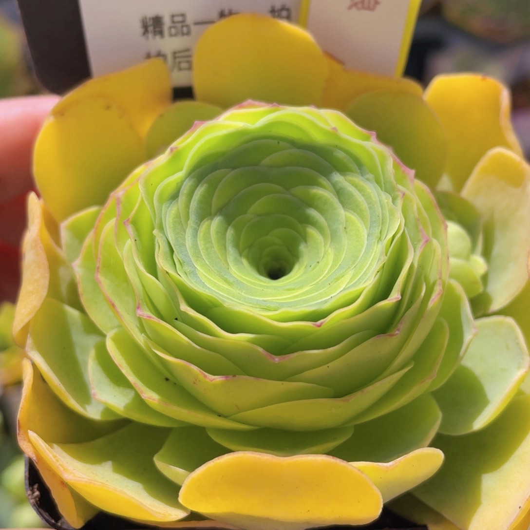 妩媚娘玫瑰新年福利444