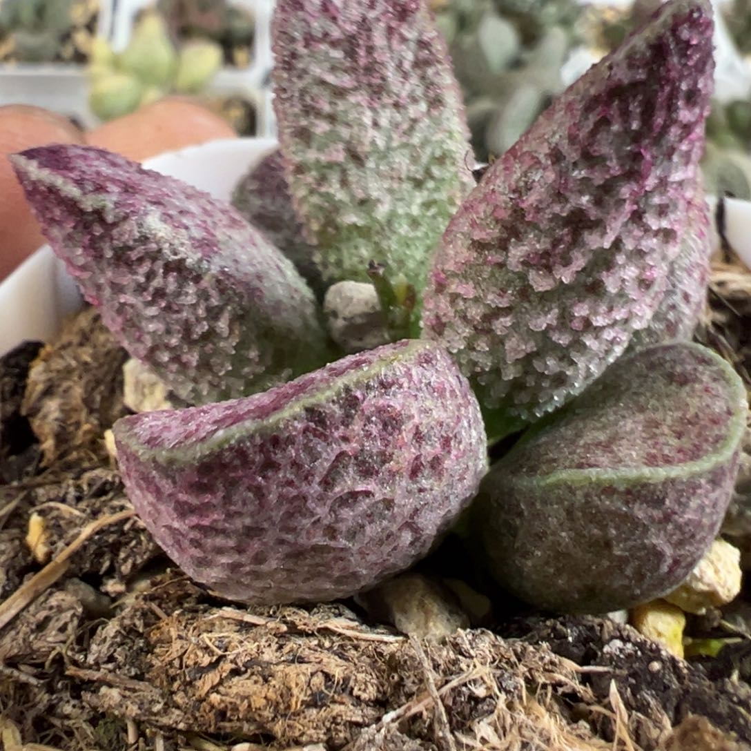 实生新品多肉植物水泡