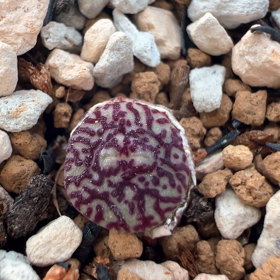 97多肉植物百科知识