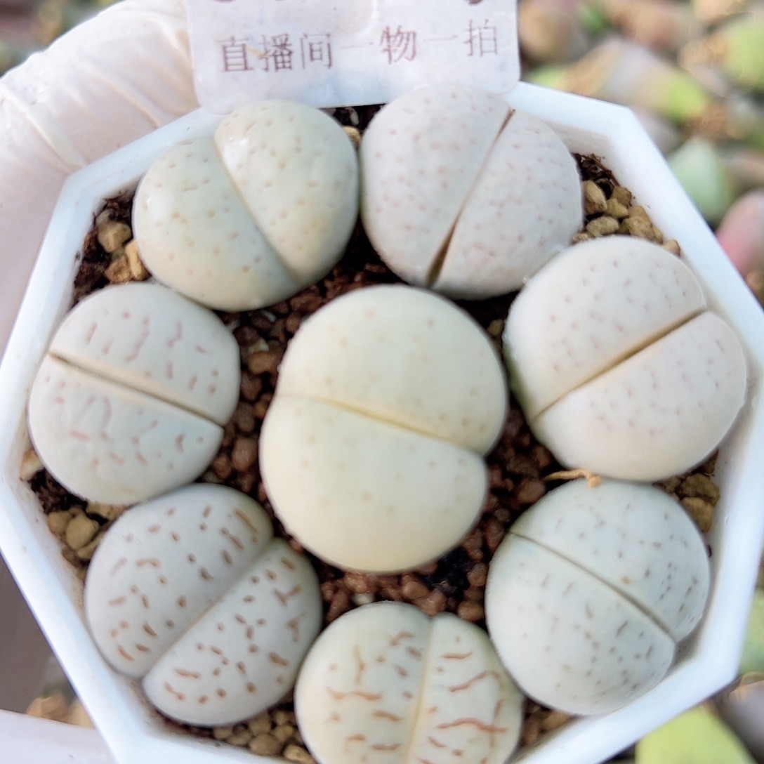 8667 好养易活生石花大母本6.5cm盆