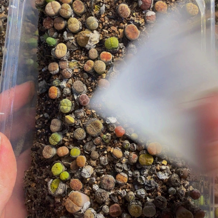 小***年多肉植物的生长发育12