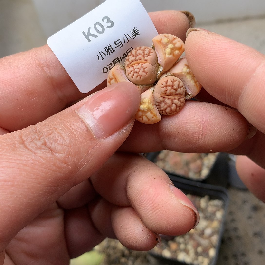 H03多肉植物保护研究所