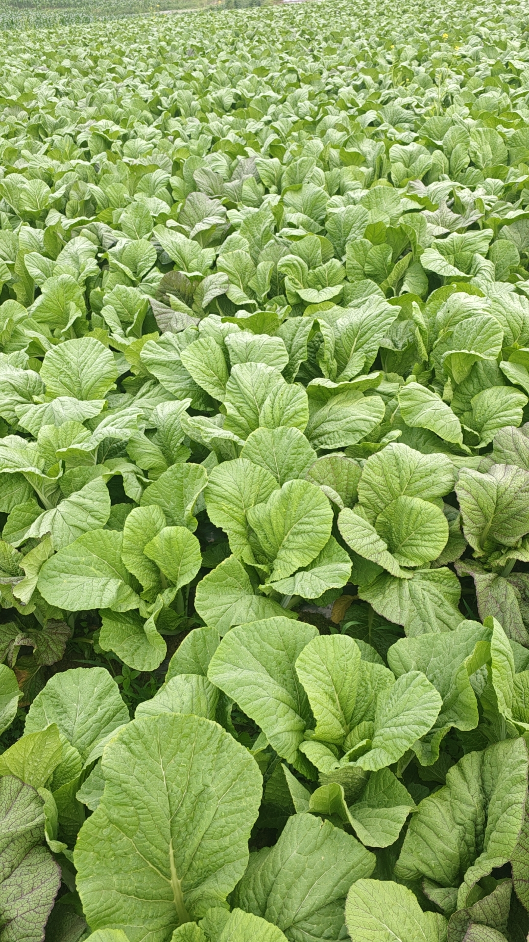 镇雄农家自种本地青菜·芥菜（紫色青菜请备注）
