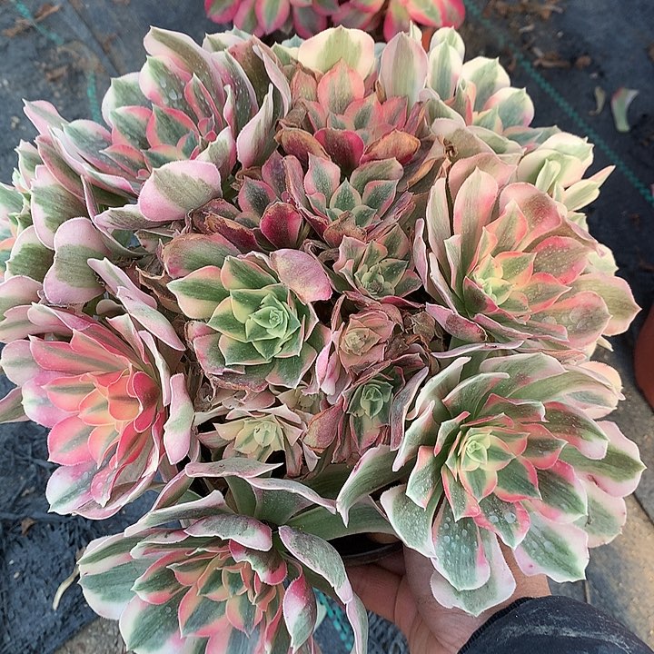 800七彩石多肉植物