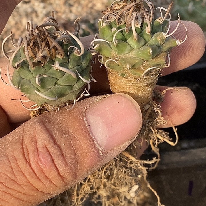 13娇丽升云龙两个一组