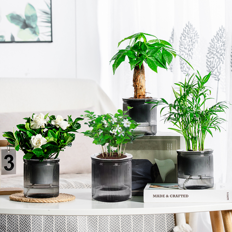 【花伴水】绿植四件套家居净化空气发财树袖珍椰子栀子花九里香