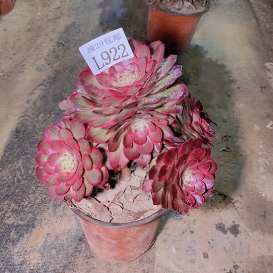 922粉花妖多肉植物