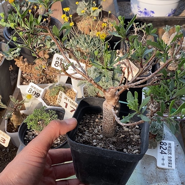 840罗伯塔厚敦菊脱土