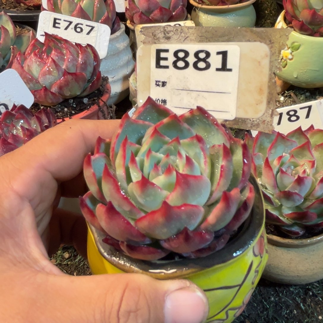 惊鸿一瞥881好多肉