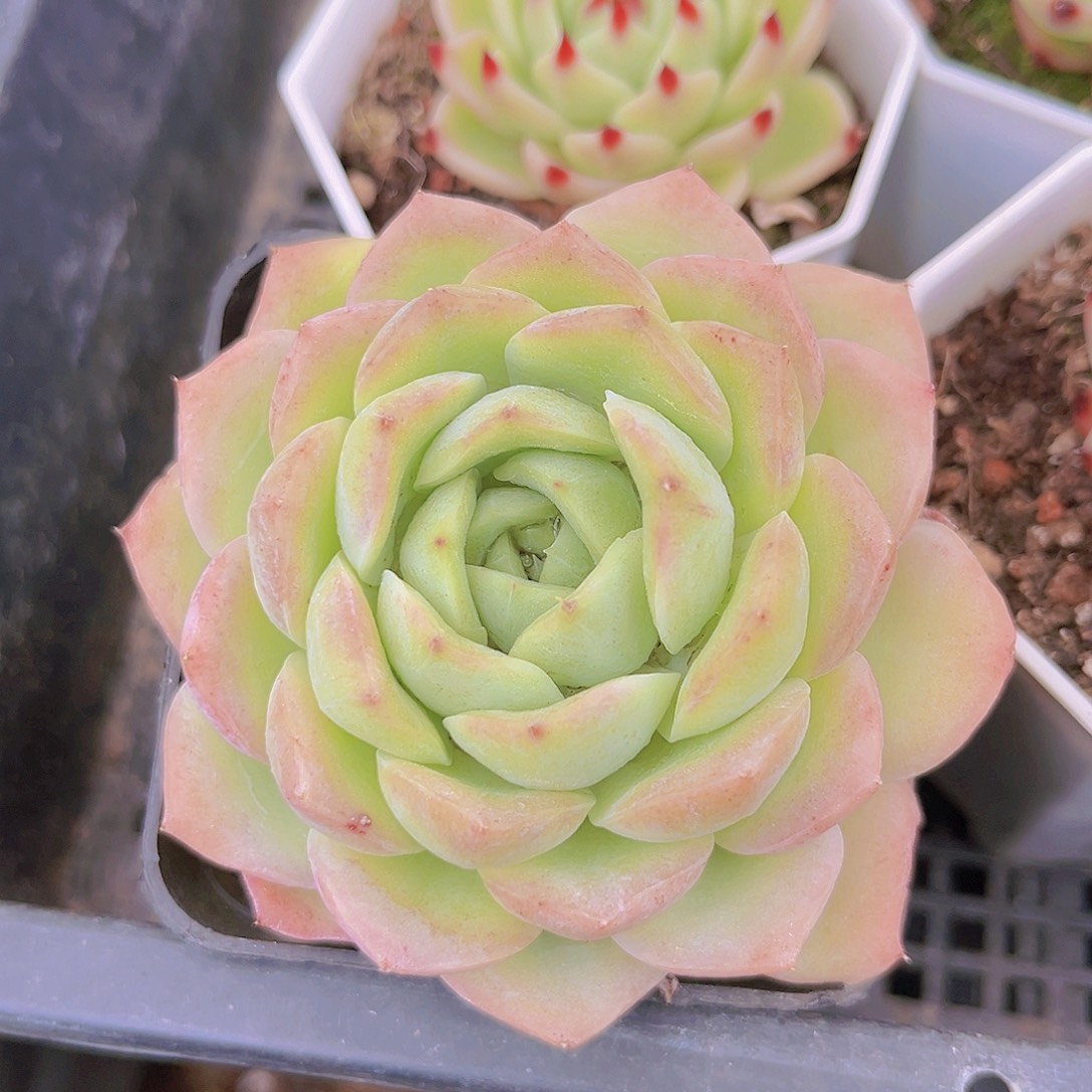 宝宝绿98888888888888