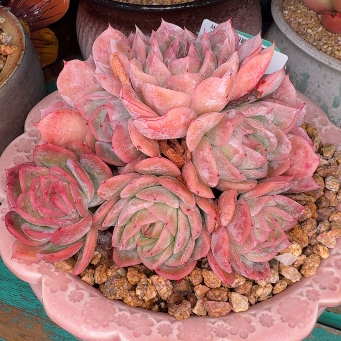 从前慢多肉精选编号1229.166