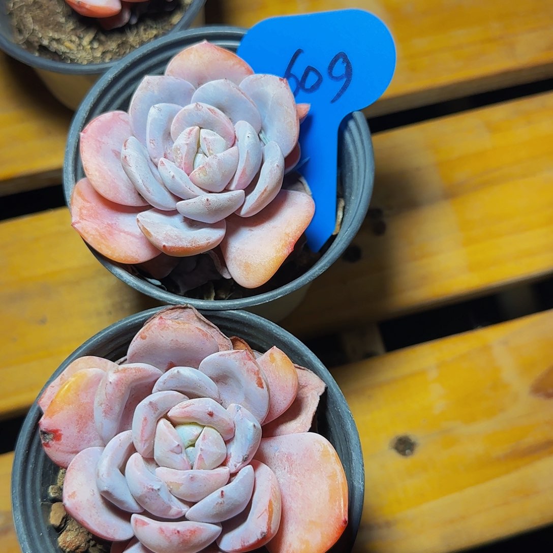 奶茶两颗609号一物一拍