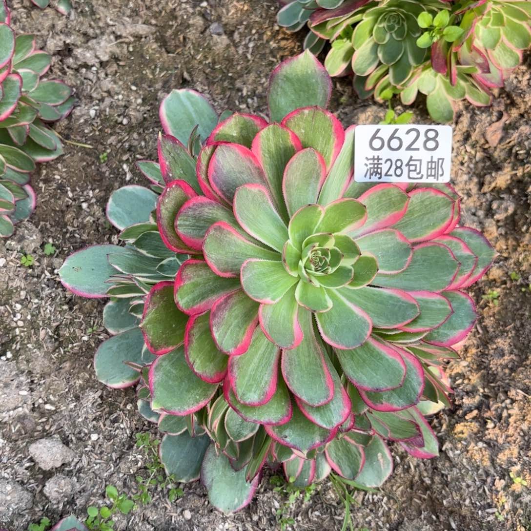 K.  6628莲花做多肉