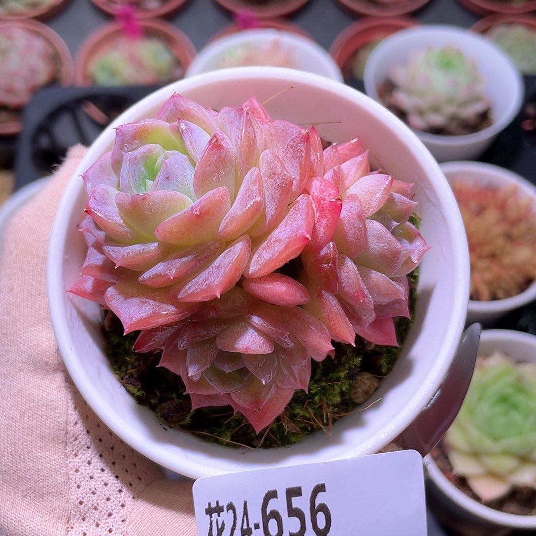 花利美24-656纯爱