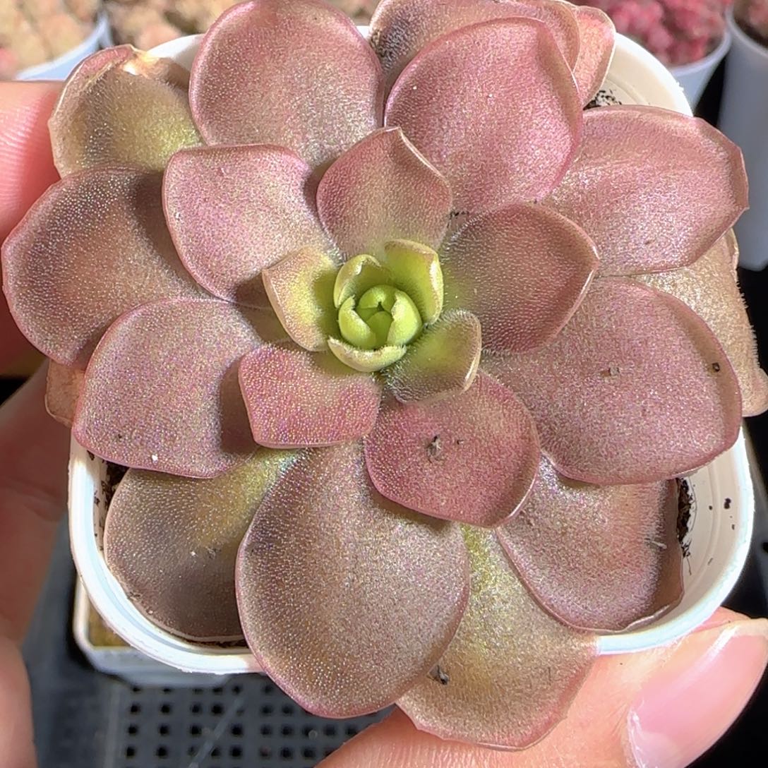 多肉1224-138赛题捕虫堇