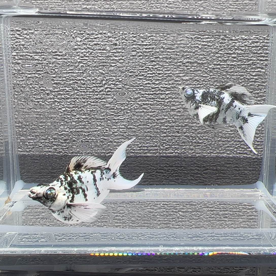 孔雀鱼水墨钻石眼