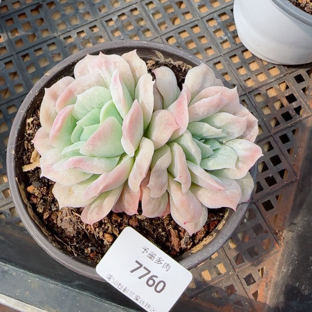 泡泡纱裙，7760多肉植物