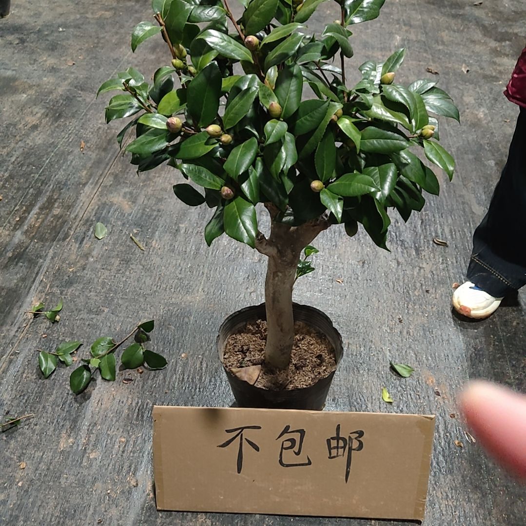 全部花苞四品混接不包邮