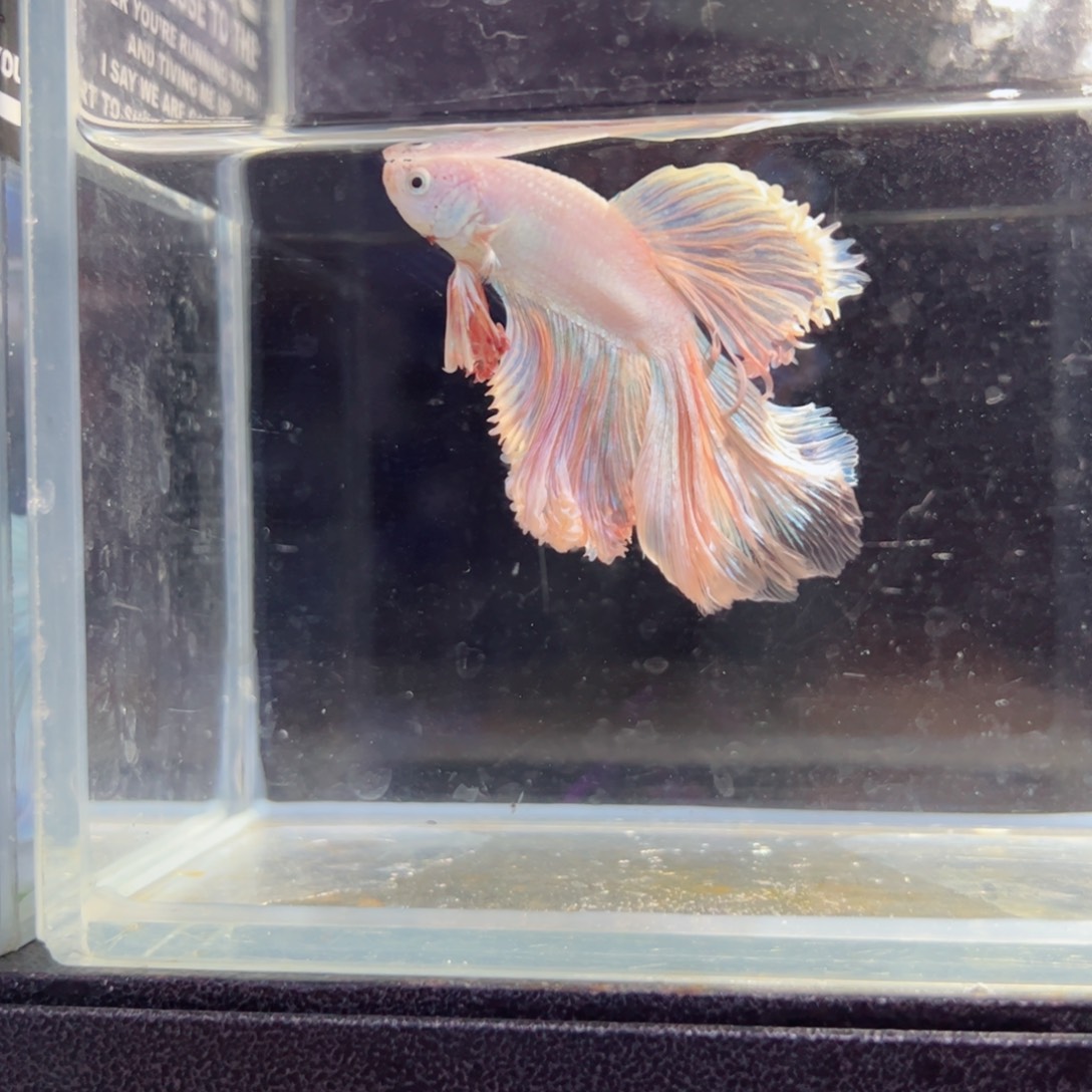 斗鱼浅色特殊尾hhhh