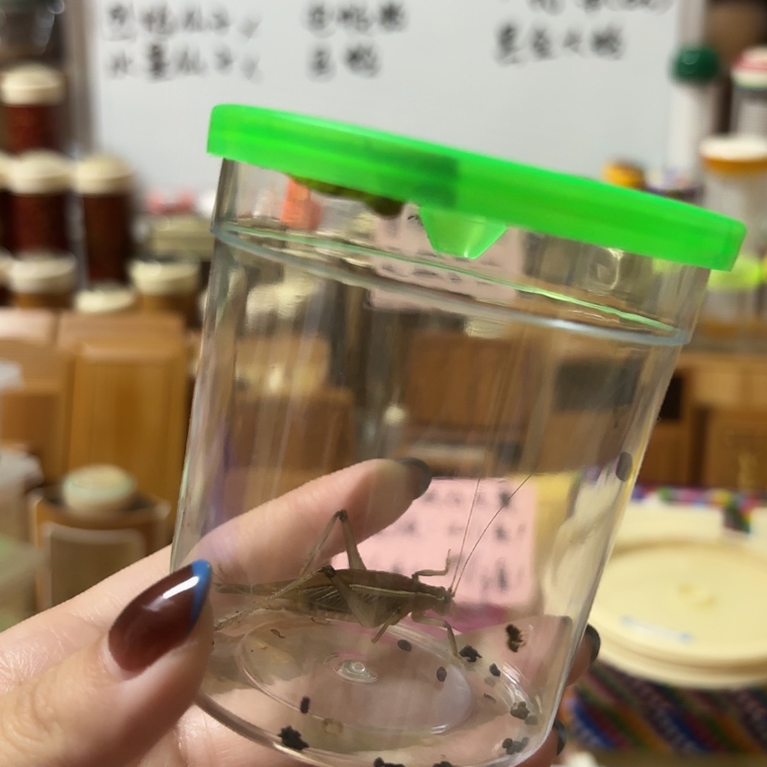 一条断须尾大隐蟋
