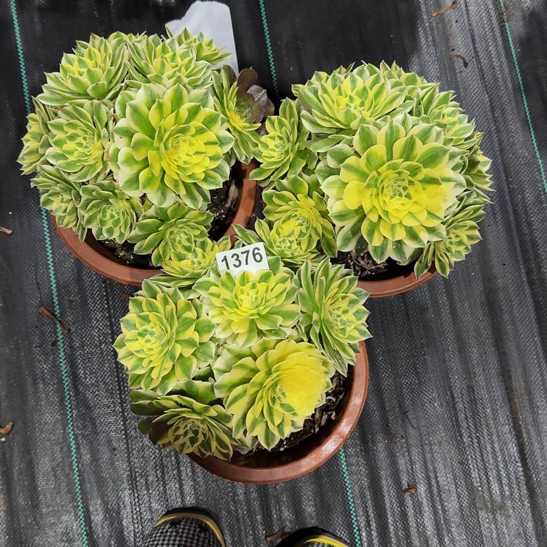 爱**艺1376伊利莎白3颗33冠服19.20小颗的