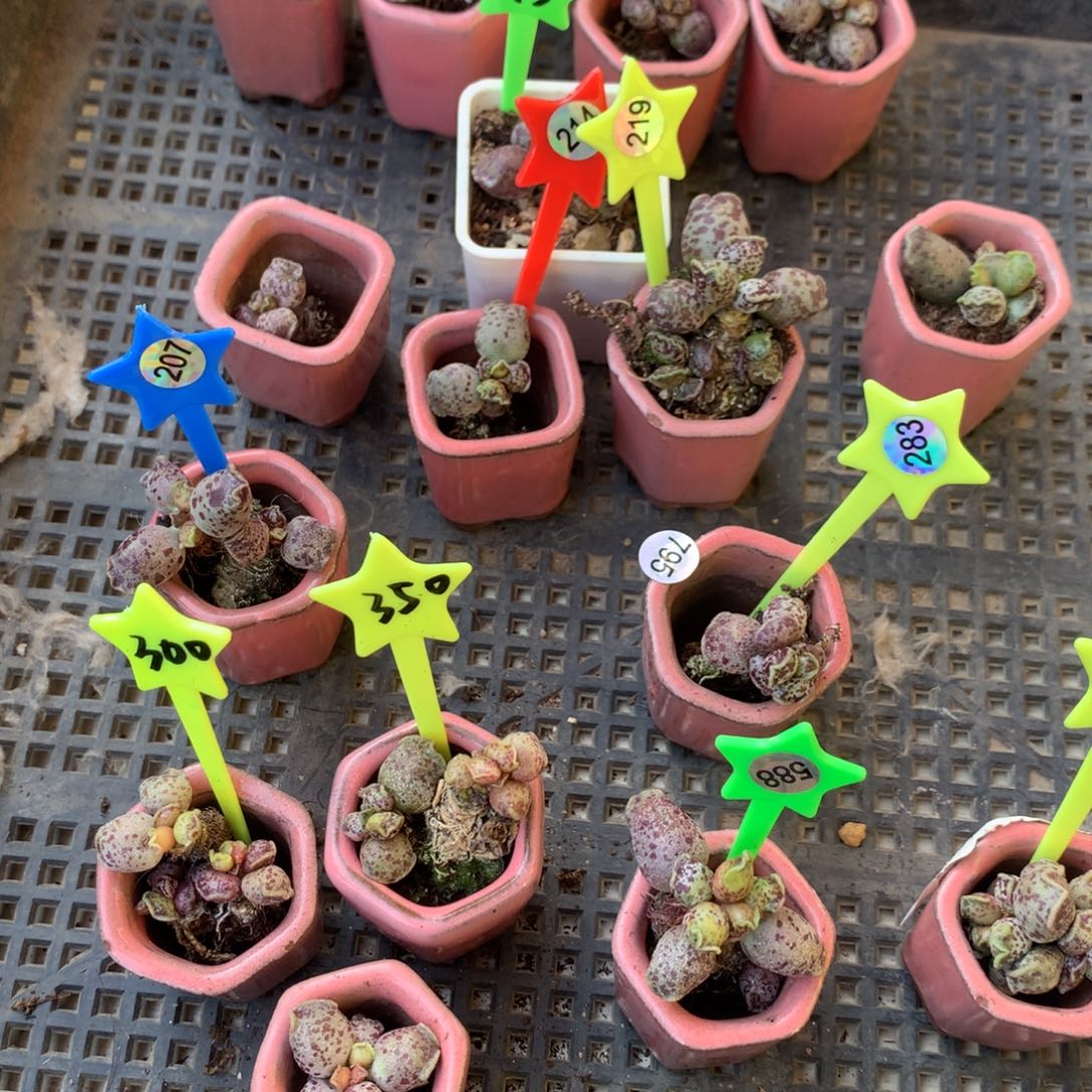 下***天海豹 送一个小的好害怕