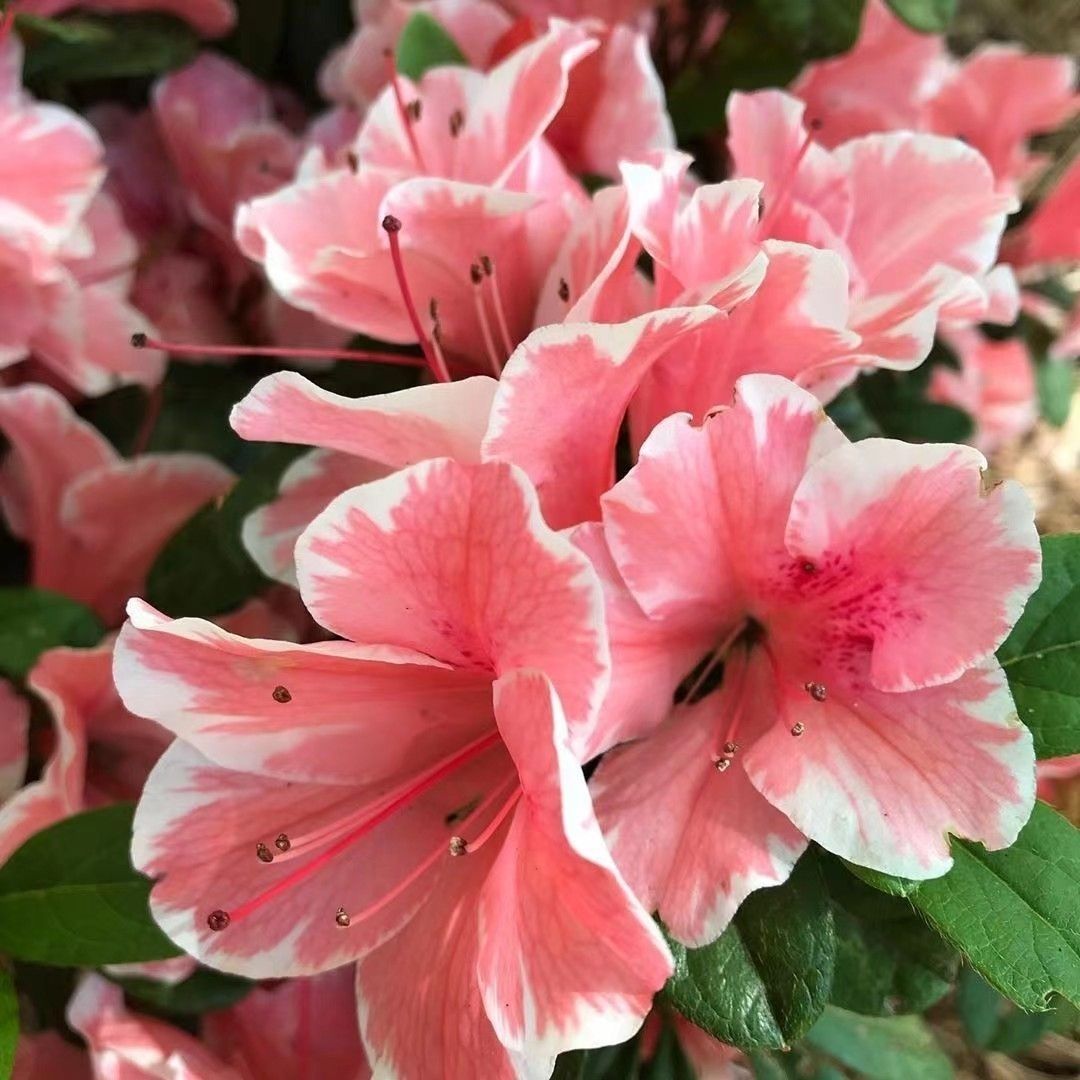 古城花园 新品多季杜鹃云隙阳光杜鹃地栽盆栽花卉