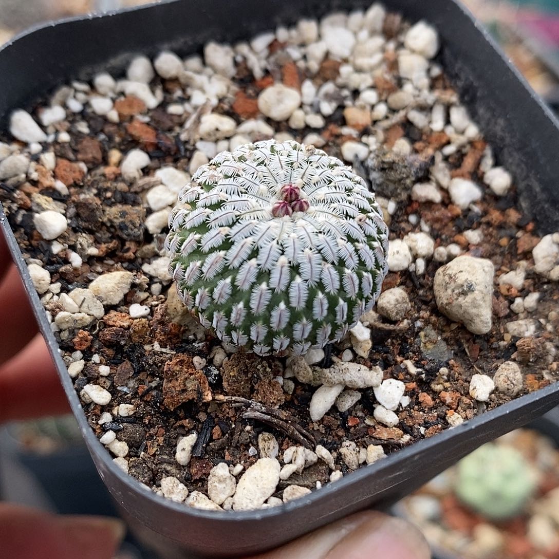 实生  金巧殿2公分左右一物一拍