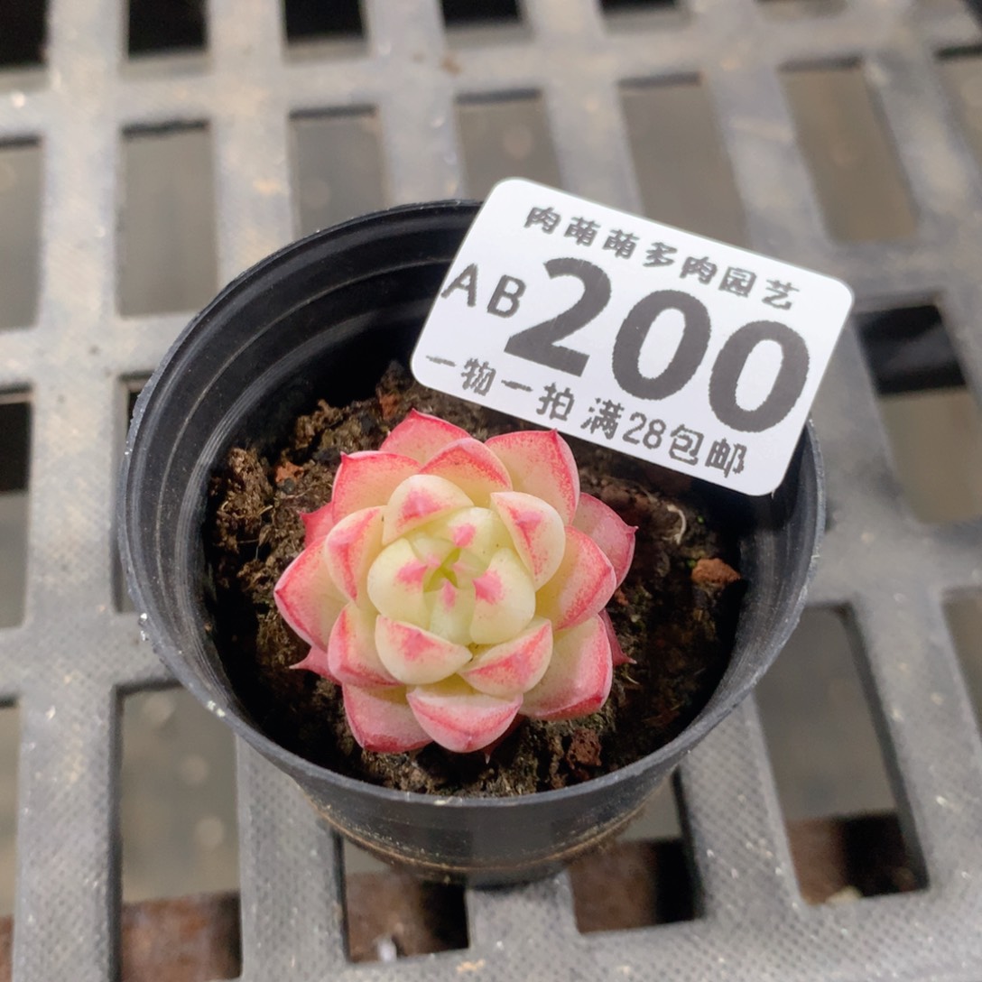 肉萌萌拇指盆精控多肉AB200