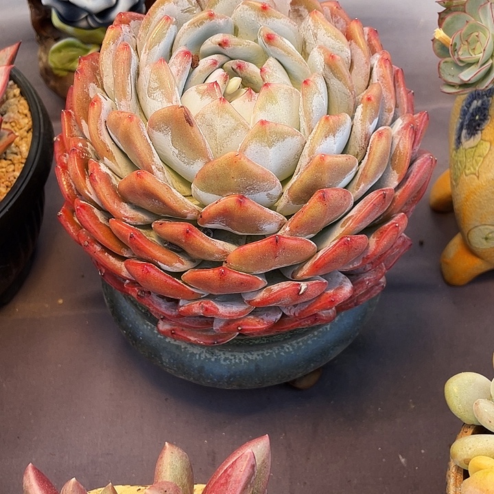 除***谁多肉植物橙梦露发货