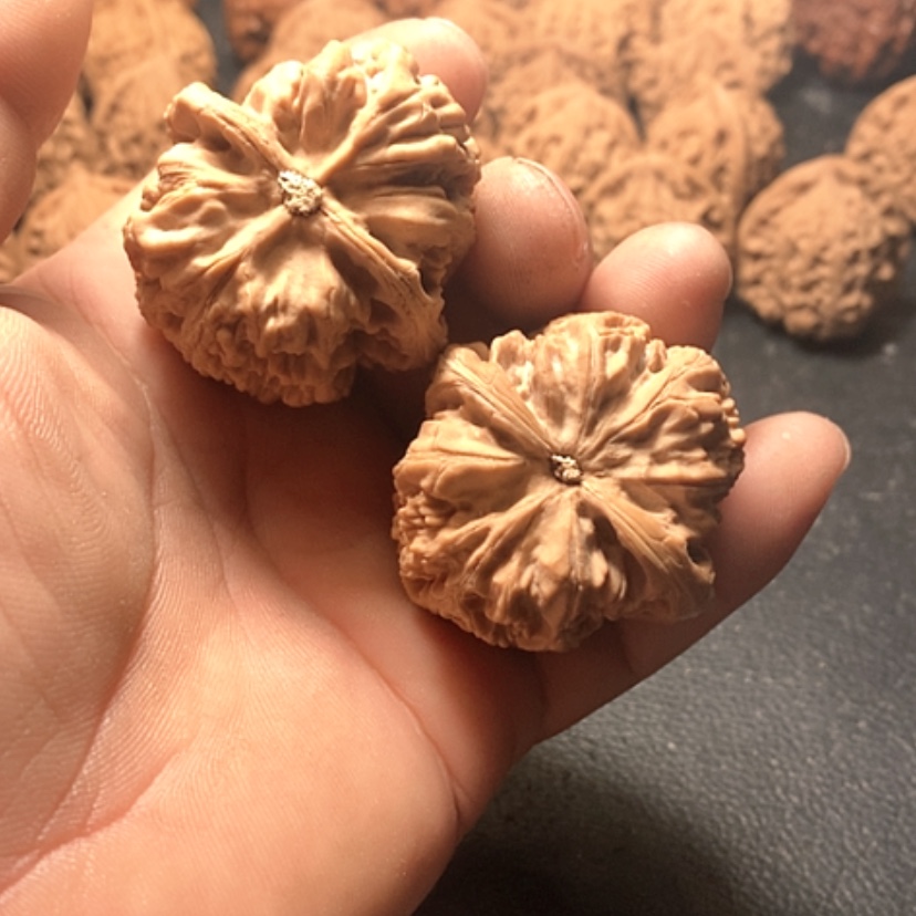 【闪购商品】有*米大粗筋