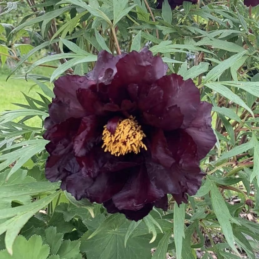 牡丹【黑夫人】【初乌】【黑豹】【黑妞】先发花肥 秋天发苗