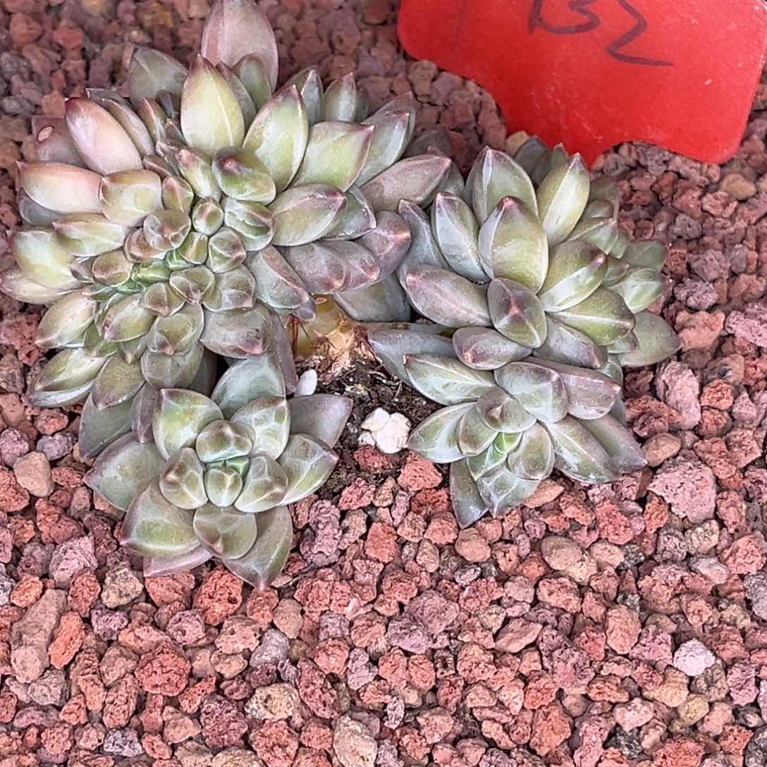 2432号晚上多肉植物群生多肉