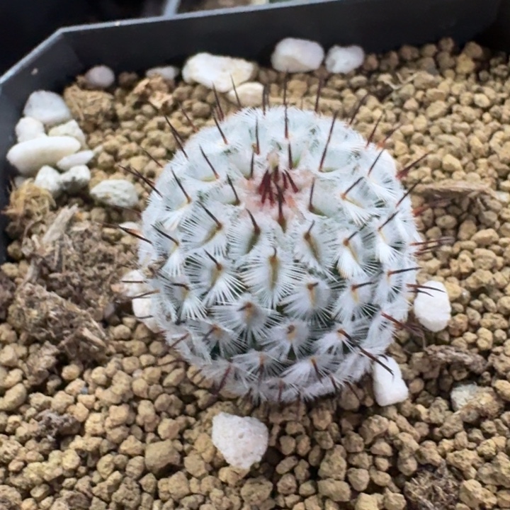 直刺佩雷实生仙人球 