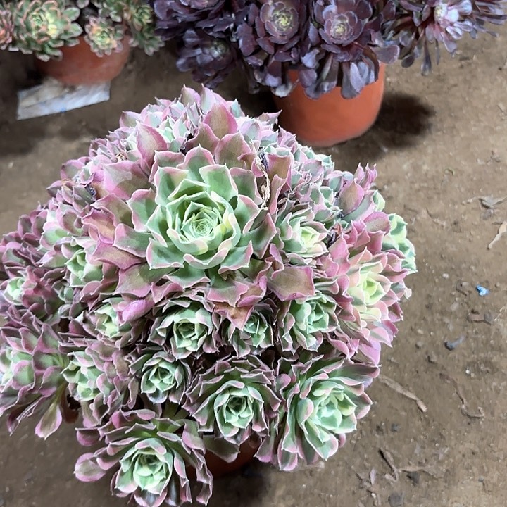晓多肉植物法师白凤92