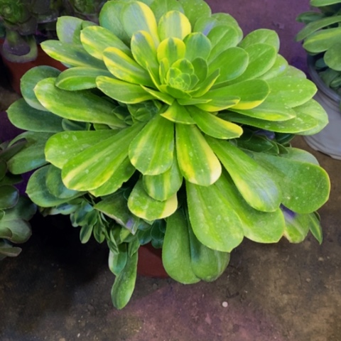 五彩琉璃多肉植物4298