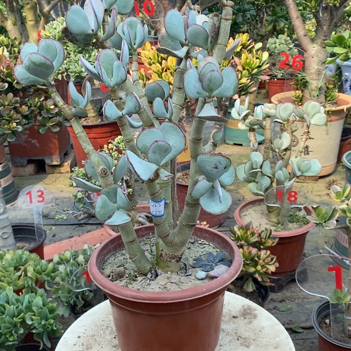 轮回花月一物一拍