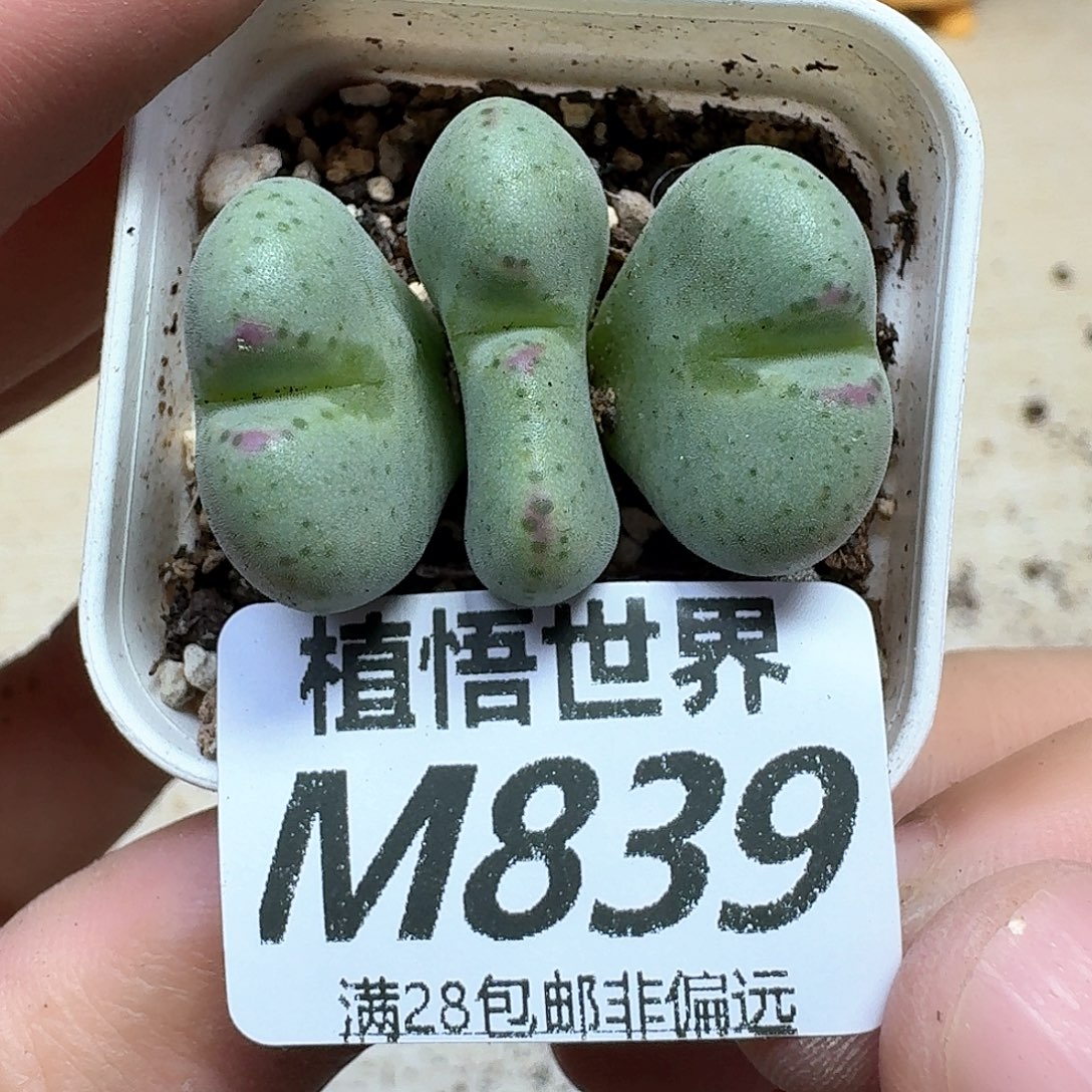 的润泽的动作的fbb