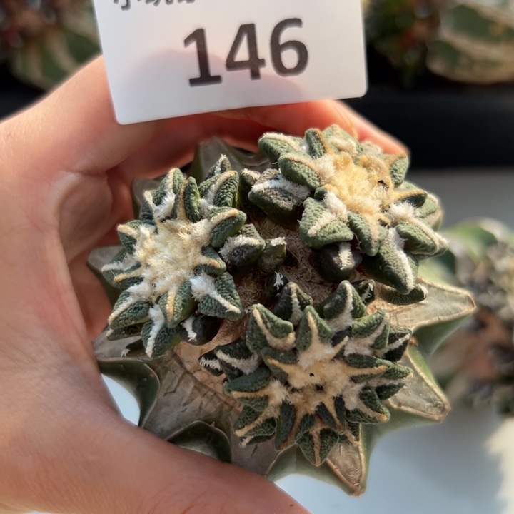 146 实生苗嫁接 仙人球