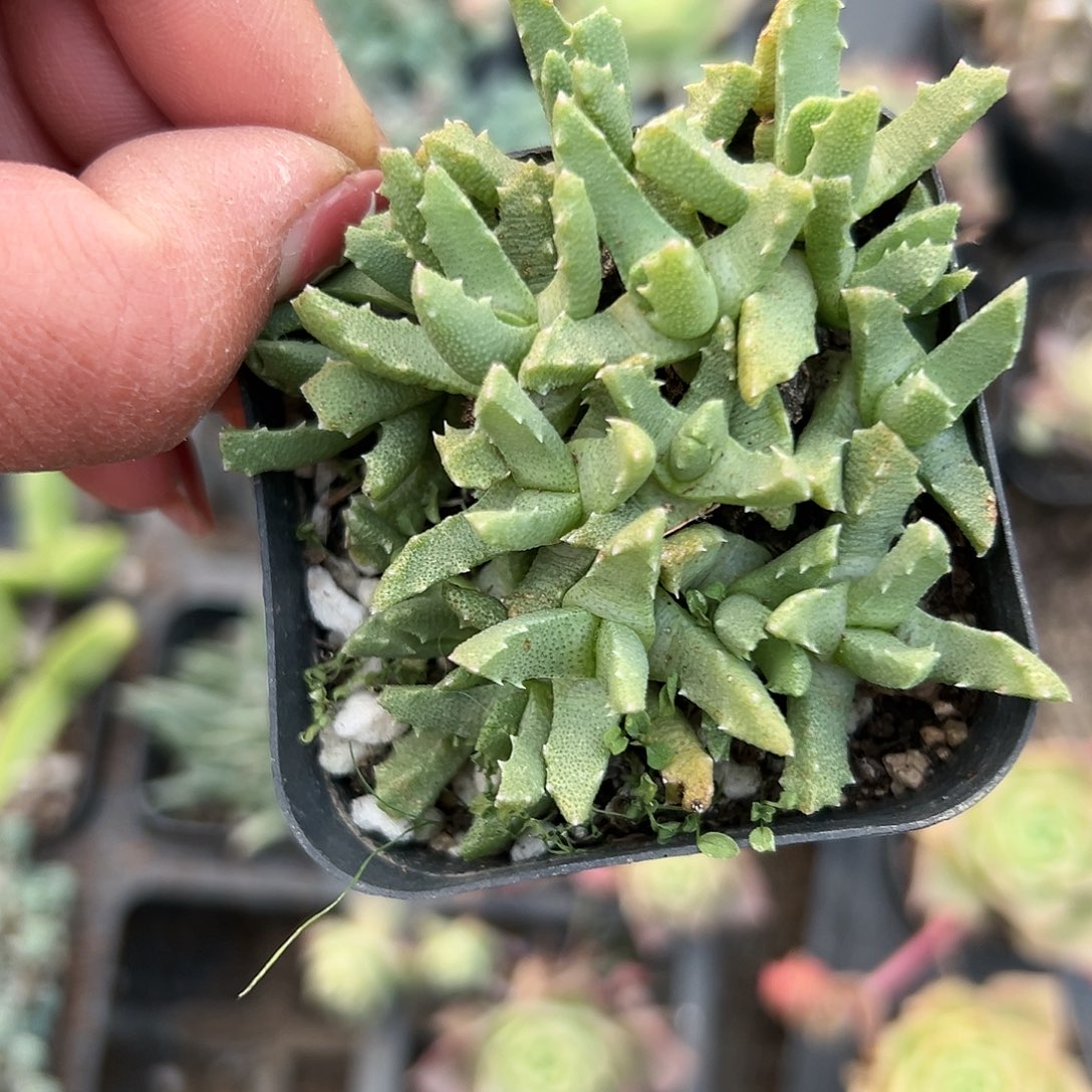 多肉植物芳香波开花