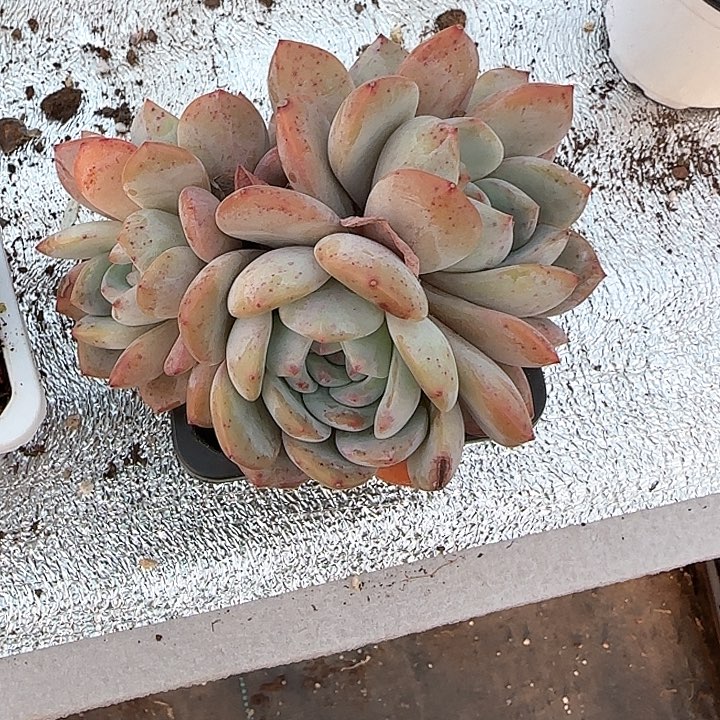 青蛙王子儿童牙膏111