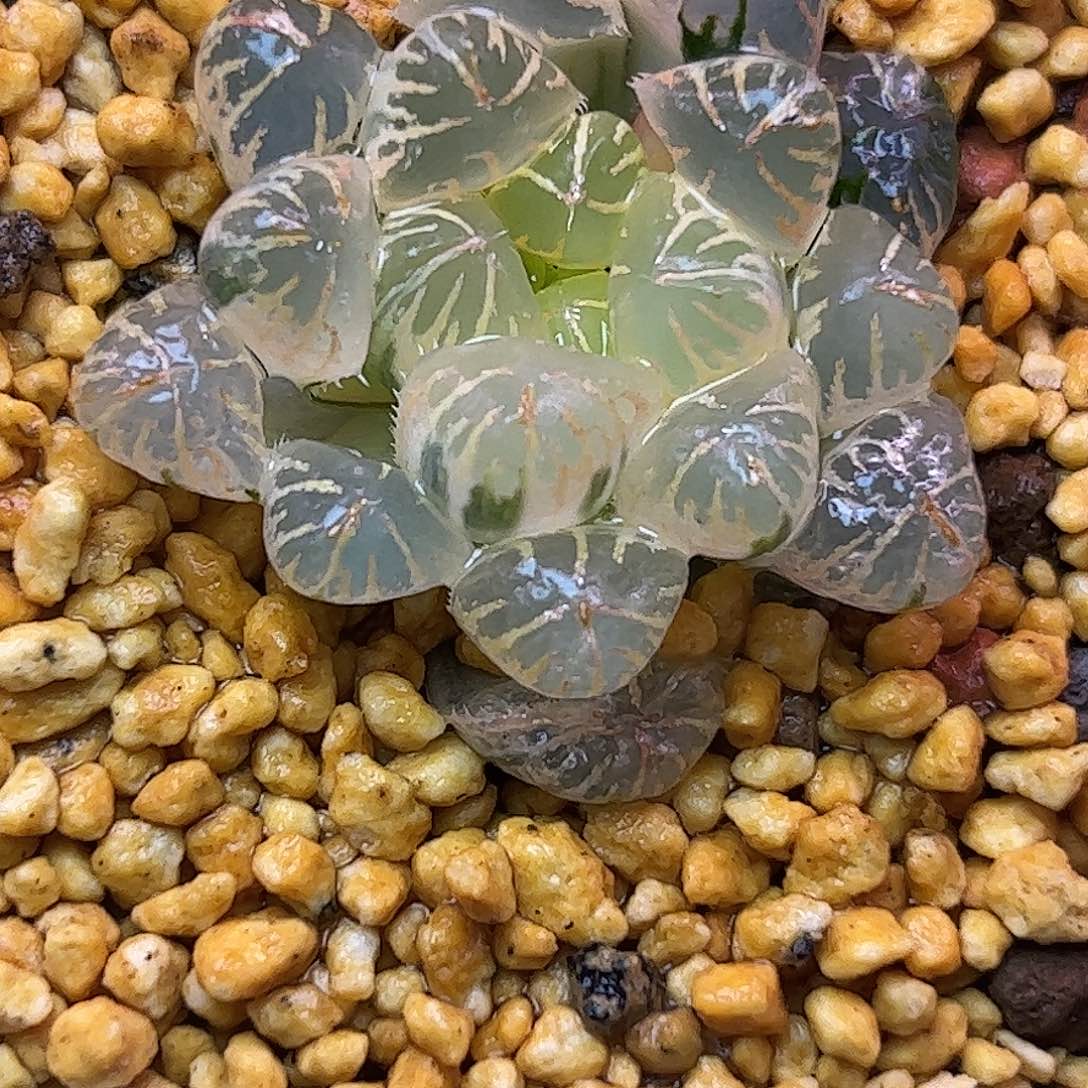 实生玉露锦糊斑锦十二